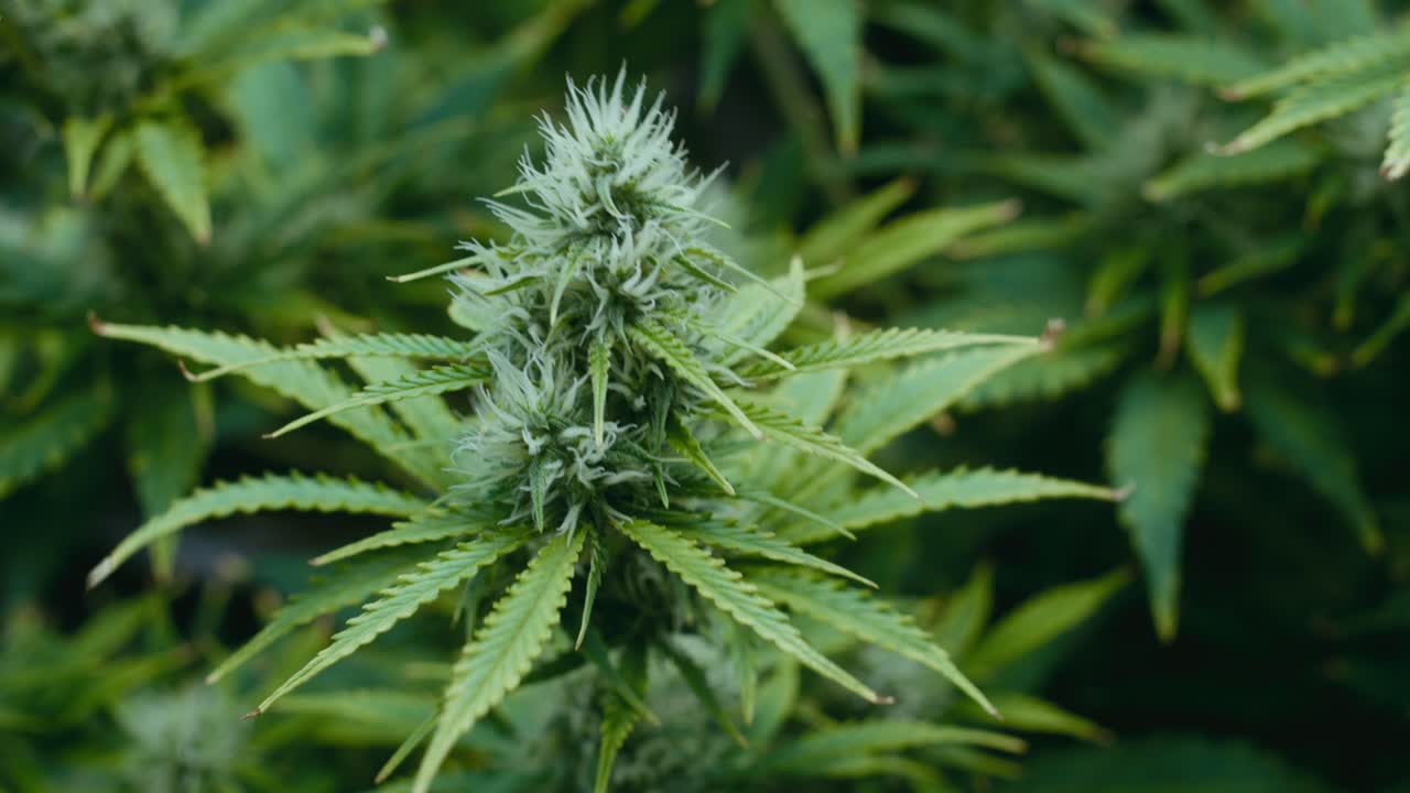 planta de cannabis de cerca