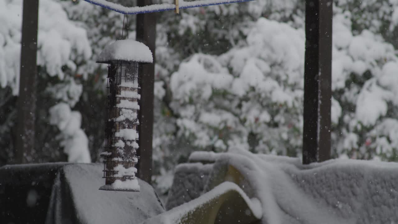 눈으로  ⁇ 인 새 먹이창 - 느린 영상