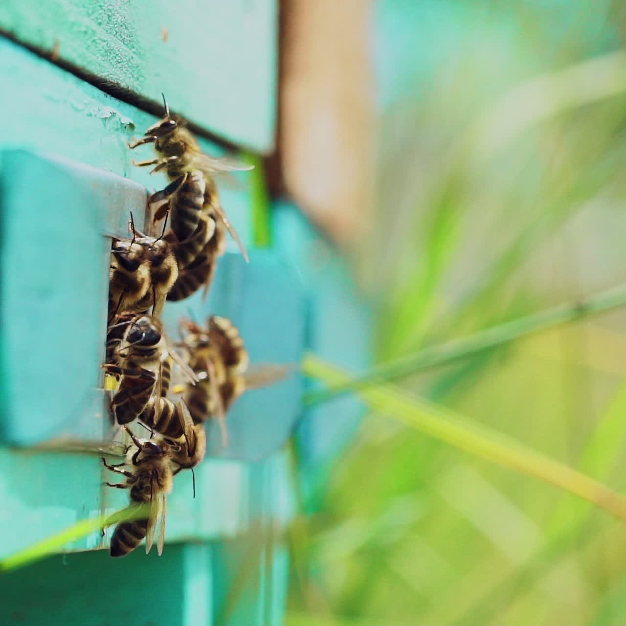 Slow motion of Honey Bee flying around Beehive with blurred background
