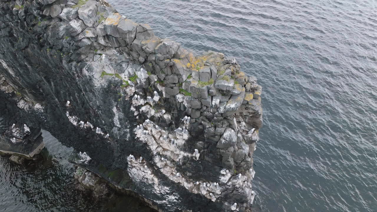Droneoptagelse fra luften af fugle, der flyver over Hvítserkur-klippen, Islands naturlige vartegn