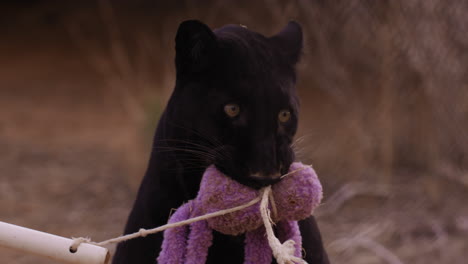 black leopard holding chew toy in mouth in wildlife reserve - medium shot