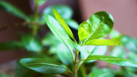 primer plano de la hoja de vinca rosea.