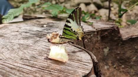 Mariposas-Salvajes-Están-Chupando-Néctar-De-Piezas-De-Fruta