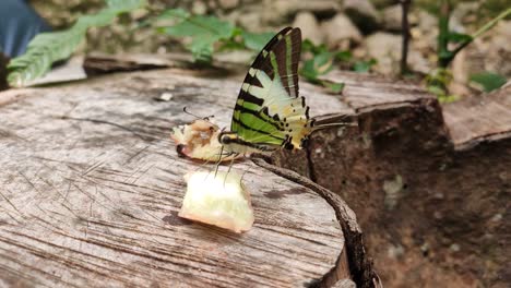 mariposas salvajes están chupando néctar de piezas de fruta