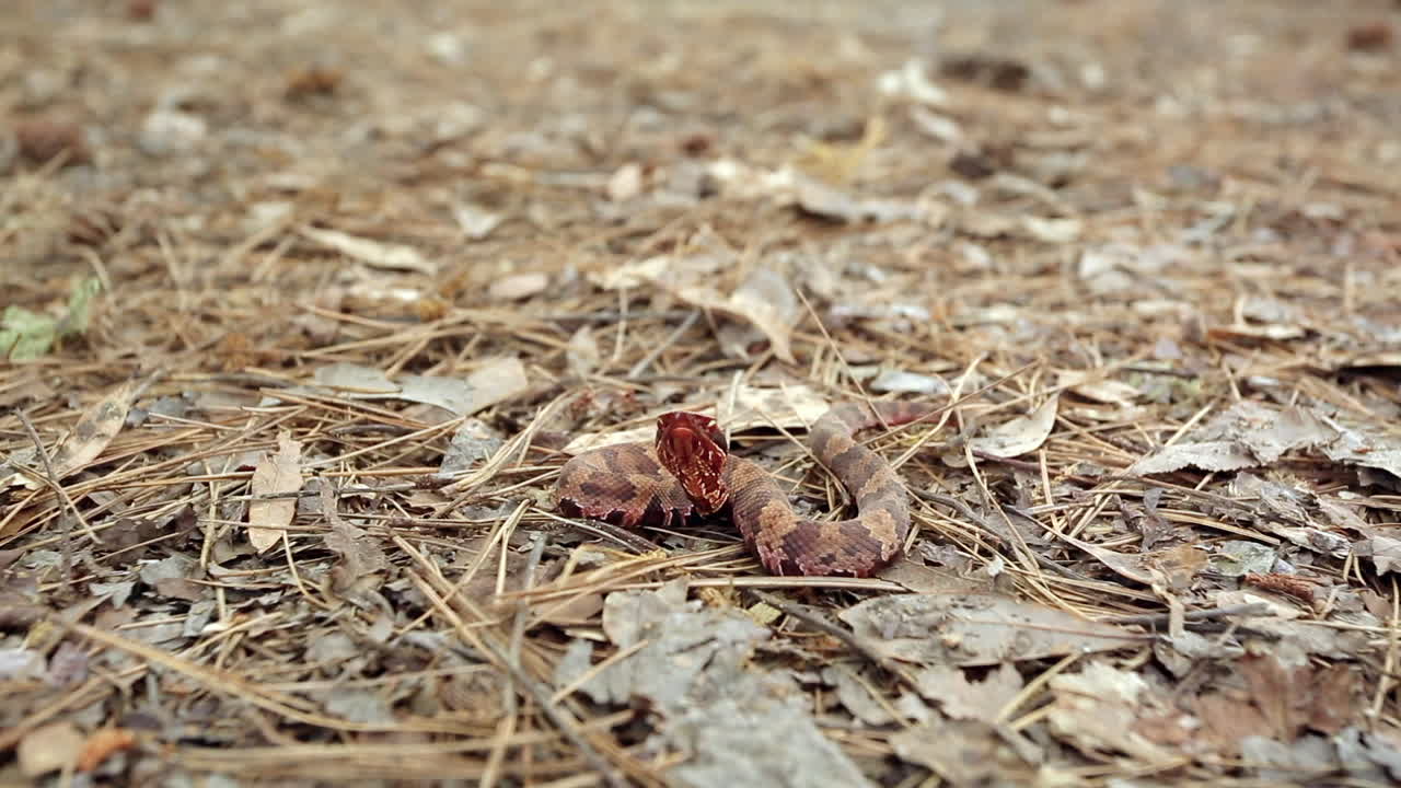 작은 소년 서부 cottonmouth, agkistrodon piscivorus leucostoma, 숲 바닥에 건조한 잎에 휴식을 취하고 먹이의 새를 위해 공기를 테스트하기 위해 혀를 니다.