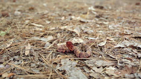 small juvenile western cottonmouth, agkistrodon piscivorus leucostoma, resting on dried leaves on the forest floor flicking it's tongue to test the air for the scent of prey