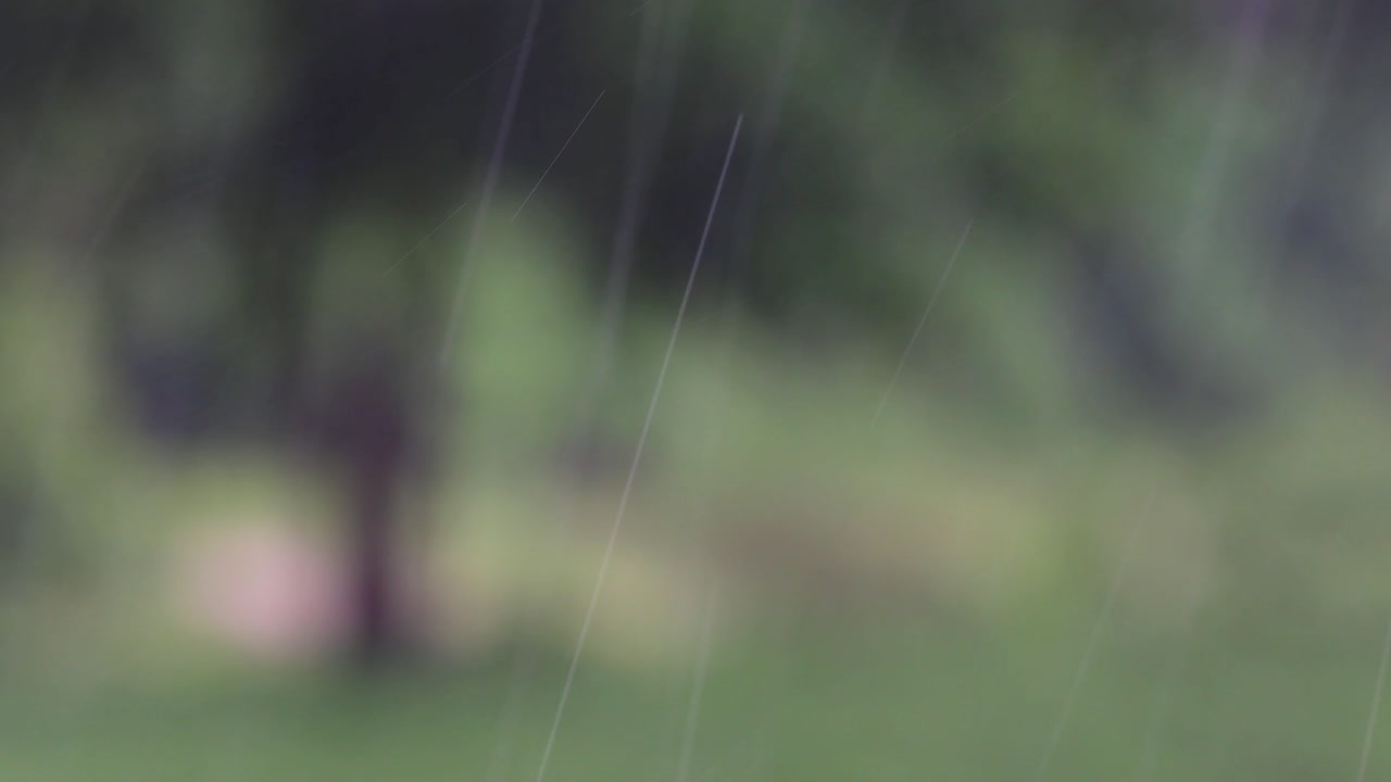 비는 언제든지 정글에오고 사람은 그것을 최대한 활용해야합니다