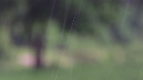rain comes in the jungle anytime and one must enjoy the most out of it