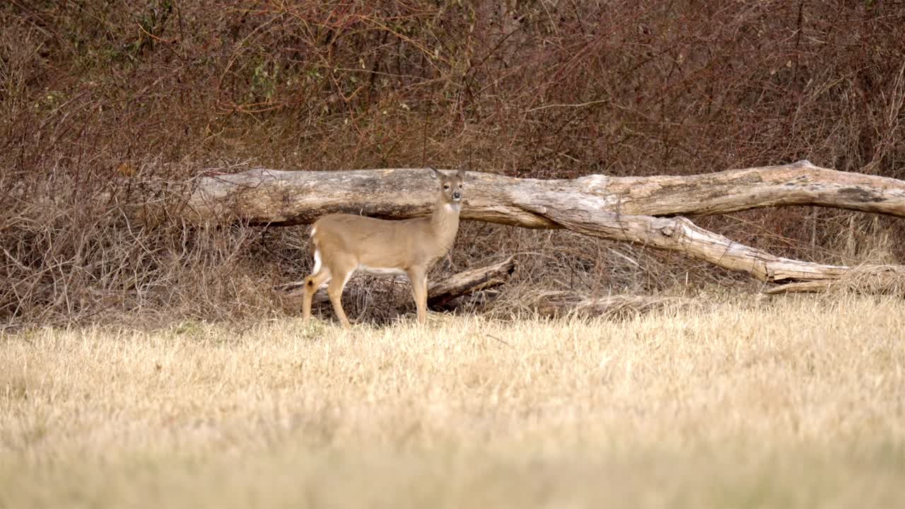 Female deer looking around and eating grass on a winter meadow, on a sunny day