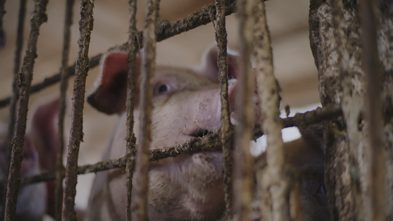 Pig in a farm cage