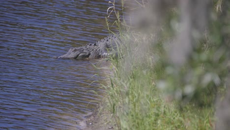 alligator laying into water from beach and tall grass blinking