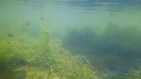 underwater shot of aquatic plants and moss in a river stream