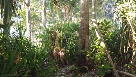 Walking-through-a-beautiful-indian-andaman-jungle-at-the-sea-shoreline-and-then-moving-down-to-show-countless-plastic-and-glass-bottles-dumped-from-a-hotel