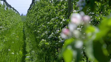 Weiße-Apfelblüten-An-Einem-Sommertag-Am-Bodensee-Deutschland