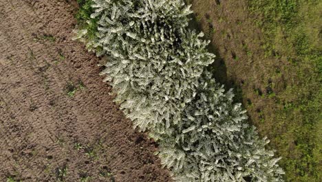 drone orbiting above blooming cherry trees swaying at the field in springtime