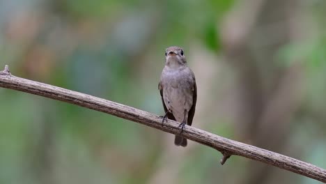 The-Asian-Brown-Flycatcher-is-a-small-passerine-bird-breeding-in-Japan,-Himalayas,-and-Siberia