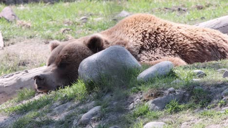 un gran oso grizzly disfruta del calor del sol durante la siesta en un prado verde