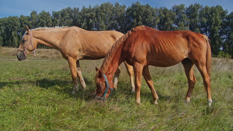 caballo masticando hierba en el hermoso campo