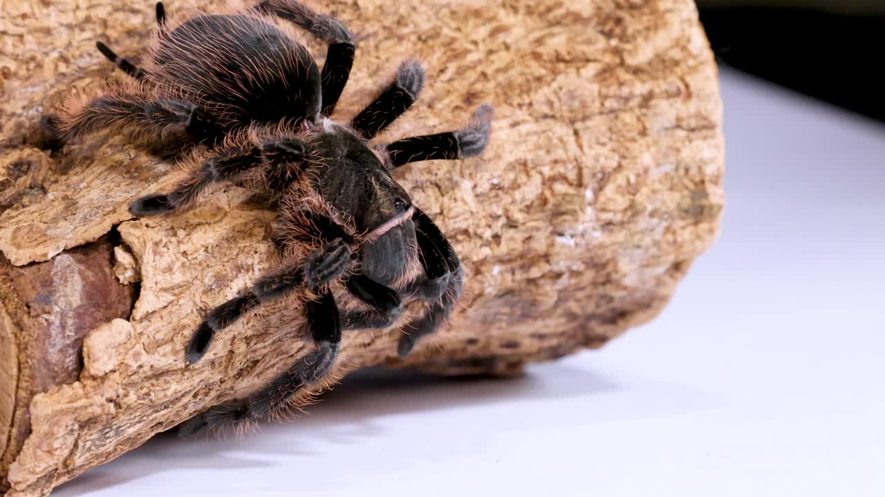 Yakın çekim bir makro fotoğraf, dokulu mantar ağacı kabuğu üzerinde yavaşça hareket eden büyük, tüylü bir tarantulayı yakalıyor