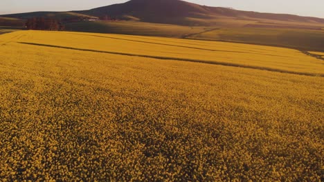 Drone-Volando-Sobre-El-Campo-De-Canola