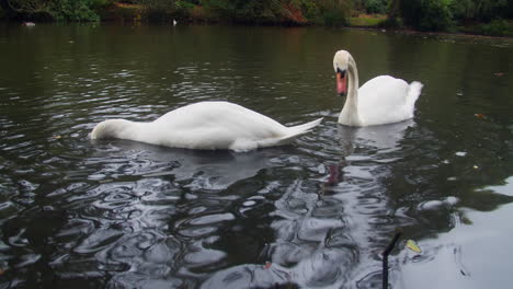 un par de cisnes se sumergen en un estanque en busca de comida