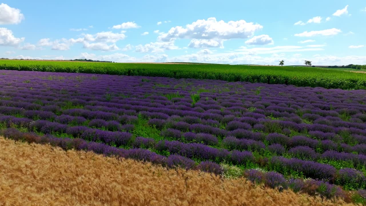 활기찬 보라색 꽃 을 피우는 라벤더 농장