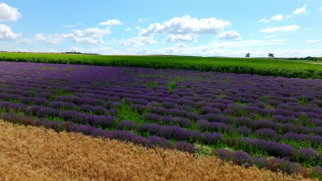 granja de lavanda con flores púrpuras vibrantes