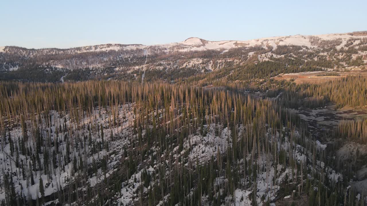 avanzando lentamente sobre el hermoso bosque nacional río grande a fines de la primavera