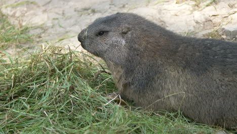 Nahaufnahme-Eines-Süßen-Murmeltiers,-Das-Stroh-Und-Grünes-Heu-Draußen-In-Der-Wildnis-Isst