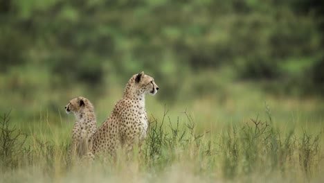 toma amplia de una hembra de guepardo y su cachorro sentados en el exuberante y verde paisaje buscando presas, parque transfronterizo kgalagadi