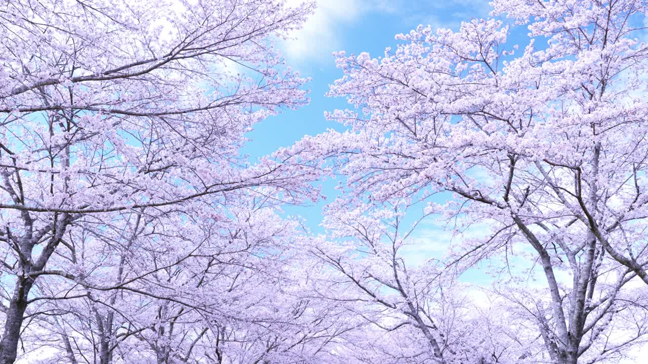 파란 하늘과 분홍색 체리 꽃 숲의 이미지 풍경