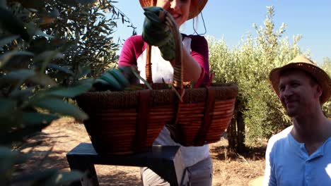 couple interacting while harvesting olive in farm