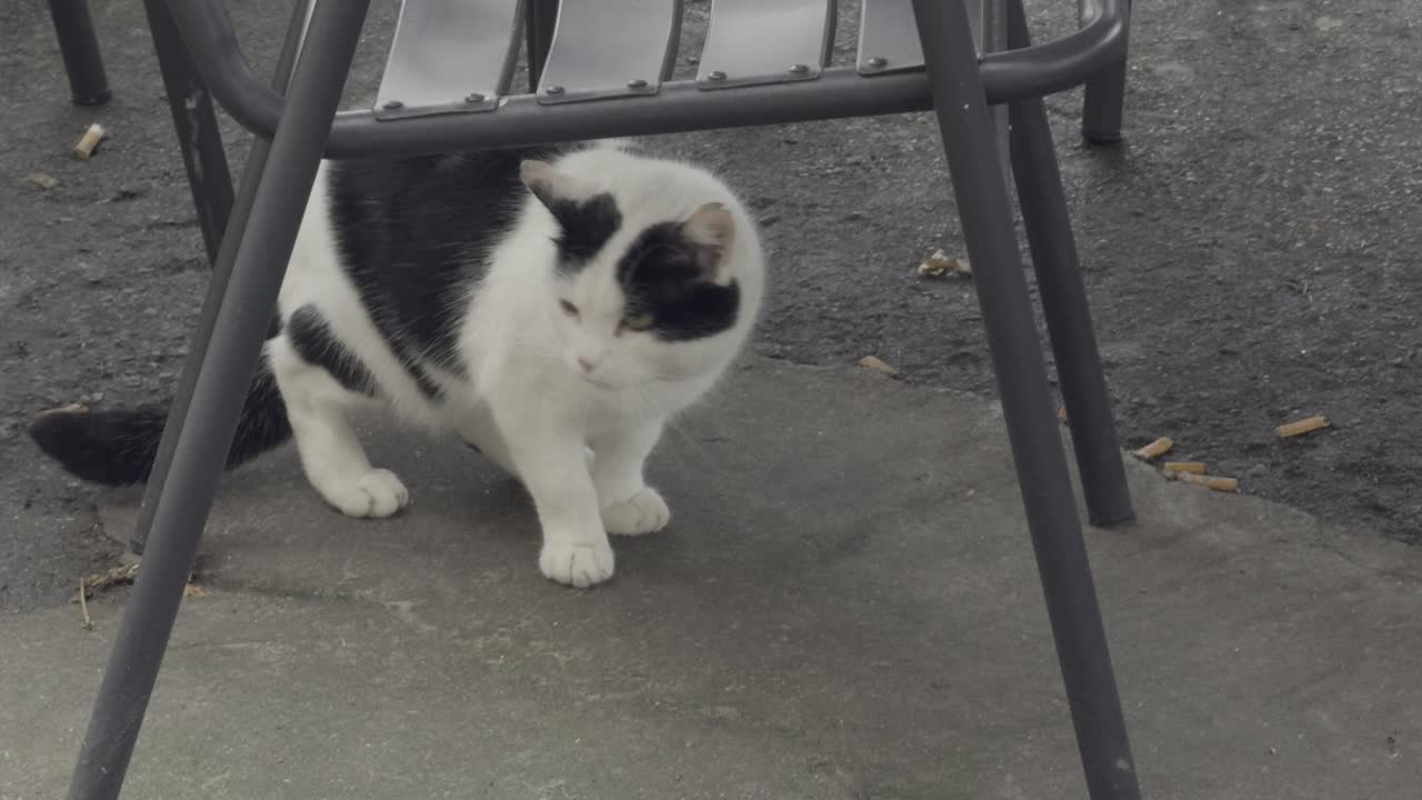 밖의 의자 에 검은색과 색의 고양이