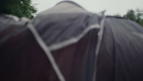 Young-male-shaking-red-tent-in-slow-motion-to-get-rid-off-insects-and-bugs-wearing-a-mosquito-hat-in-rain---120-fps