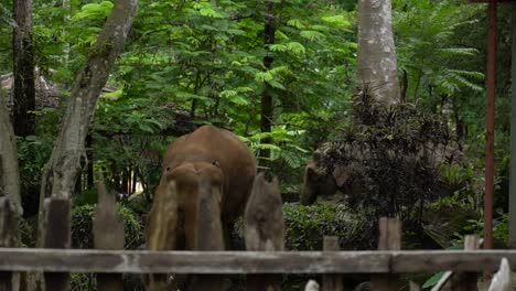 big elephants walking and entering the animal sanctuary in the jungle of chiang mai thailand slow motion