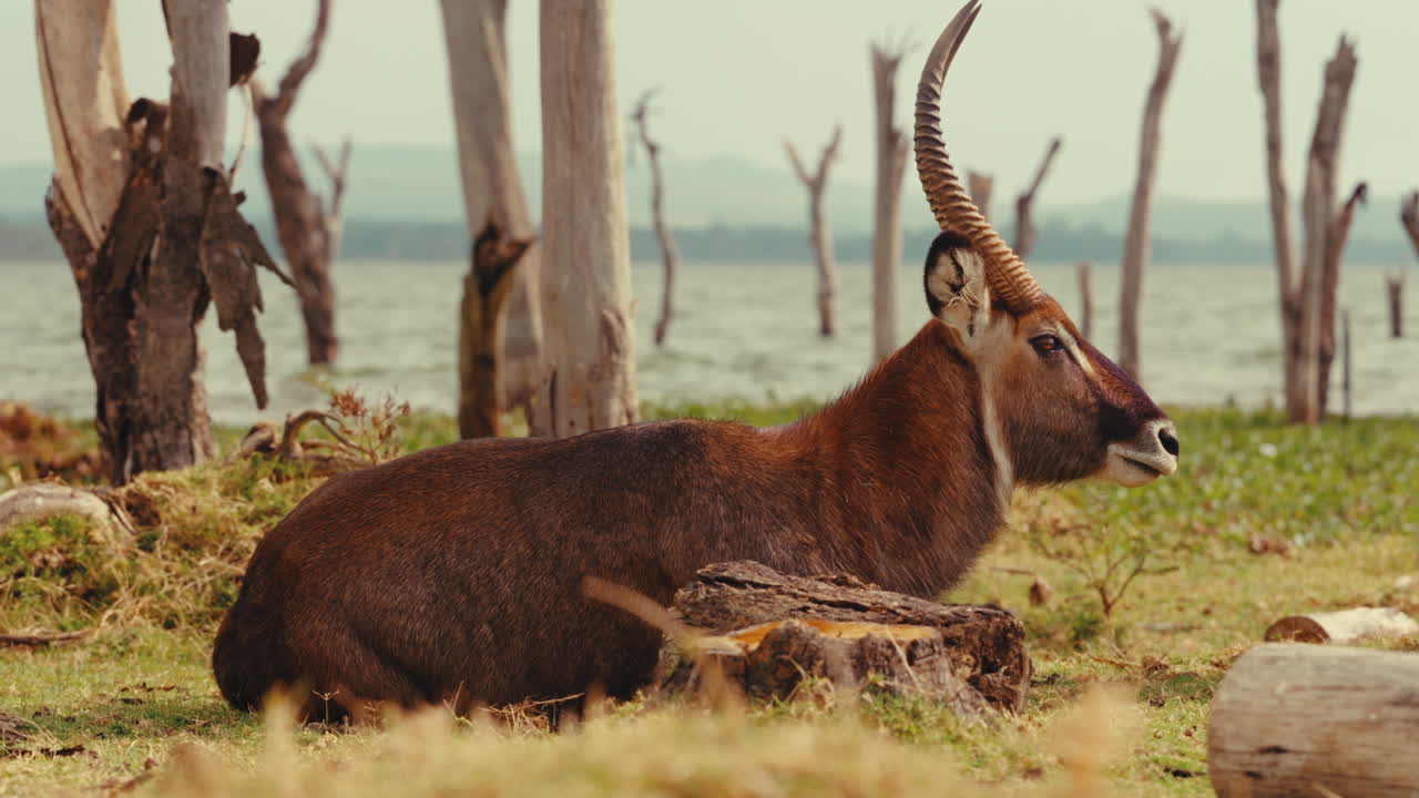 Waterbuck by the Lake