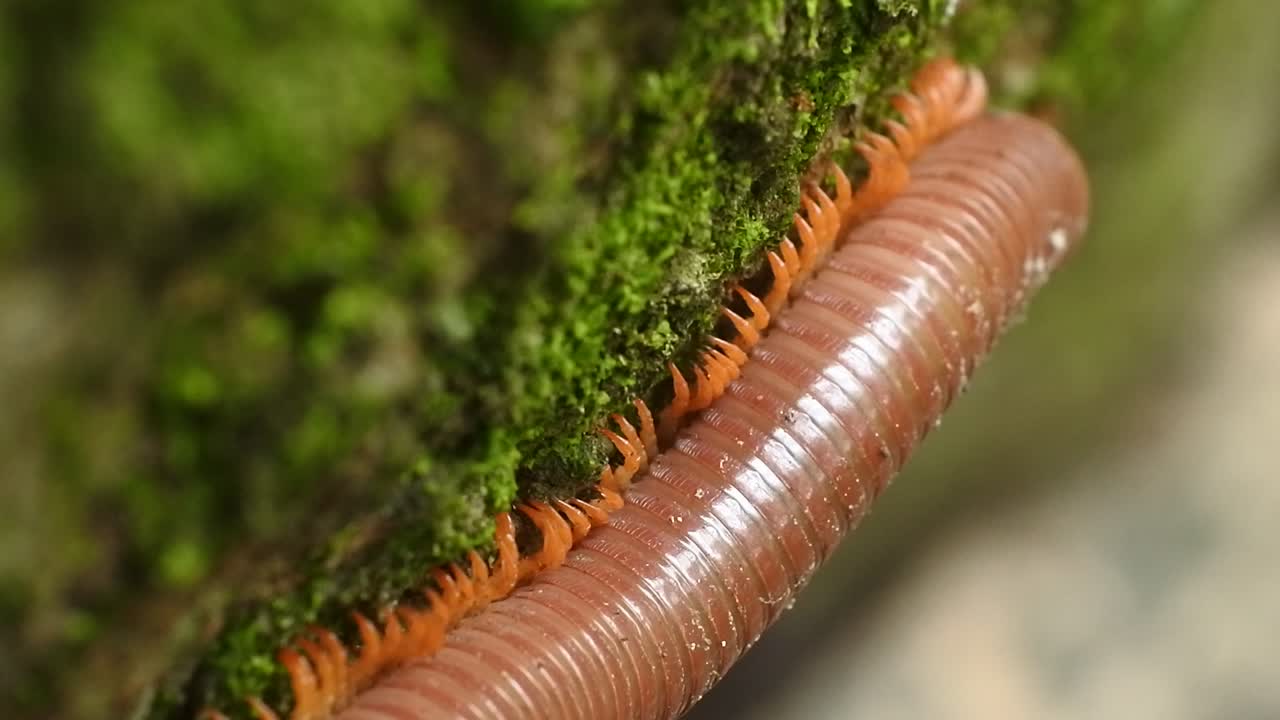 trigoniulus corallinus o kluwing