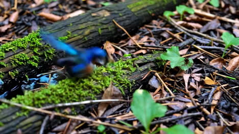 a colorful bird foraging in a lush forest