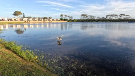 pájaro volando sobre agua tranquila con reflejos