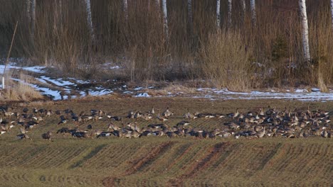 a large flock of white-fronted geese albifrons on winter wheat field during spring migration