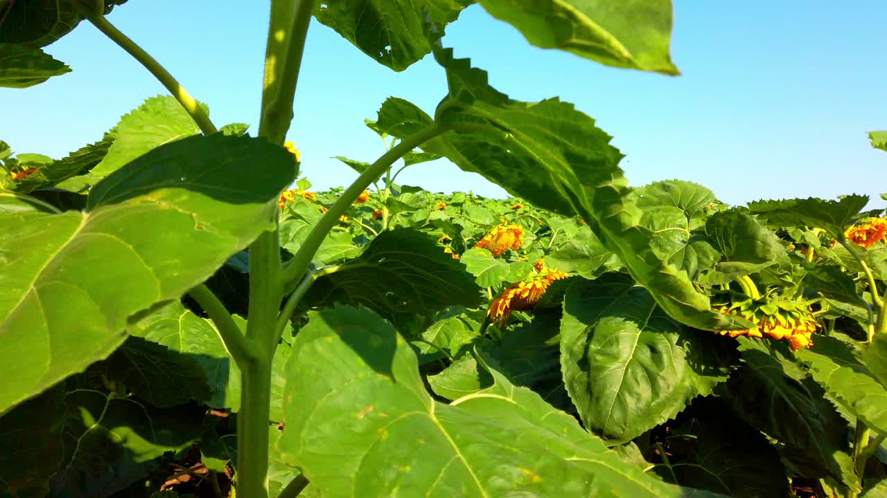campo agrícola de girasoles. disparar en el verano en el campo.