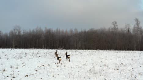 aerial drone view of roe deer group running towards forest. winter wildlife scenery in countryside with fields covered in snow. capreolus capreolus animals in nature.