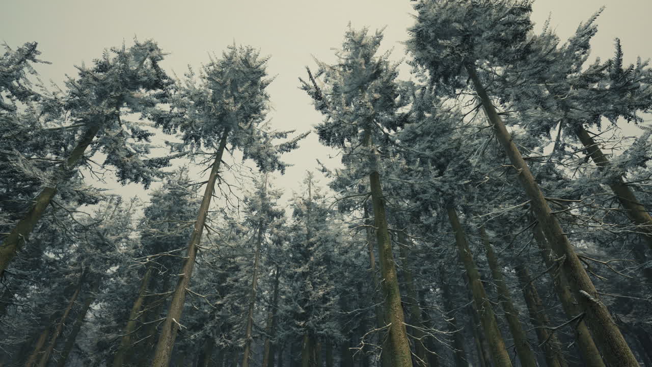 замороженный лес