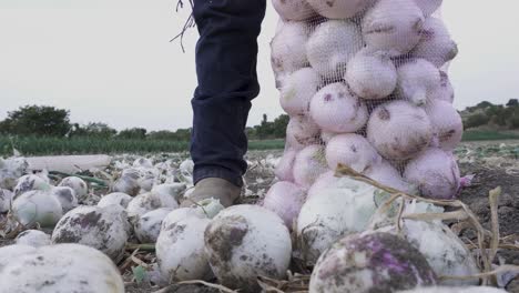 closeup of a farmer harvesting ripe onions on a farm