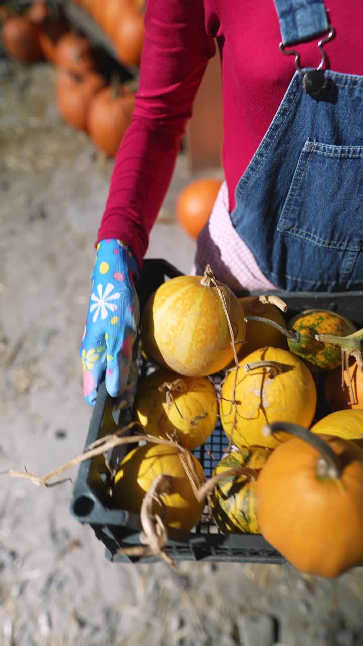 호박 을 수확 하는 여자