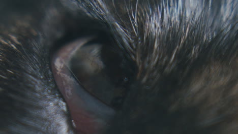 Hund-Schließt-Sein-Rechtes-Auge-–-Makro-Nahaufnahme-Eines-Auf-Dem-Boden-Schlafenden-Hundes-–-Nur-Auge-Sichtbar-–-Vertikales-Video-Für-Smartphones