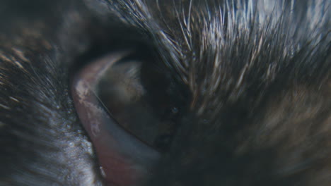 dog closes his right eye - macro close up shot of a dog sleeping in the floor - only eye visible - vertical video for smartphones