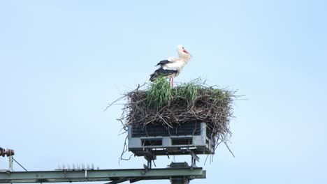 Primer-Plano-De-Nido-De-Cigüeña-En-Poste-De-Luz:-Anidación-De-Aves-Silvestres