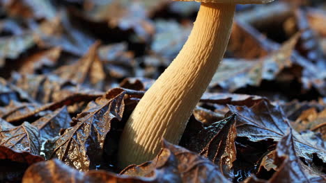 mushroom among autumn leaves