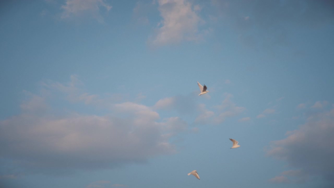 Seagulls Flying Against a Cloudy Blue Sky at Sunset